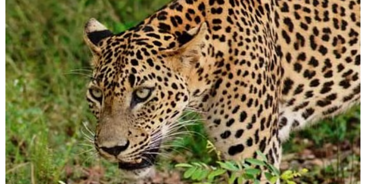 कशेणे, इंदापूरमध्ये बिबट्याचा मुक्तसंचार