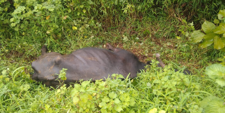 दुर्दैवी! विजेच्या धक्क्याने म्हशीचा मृत्यू