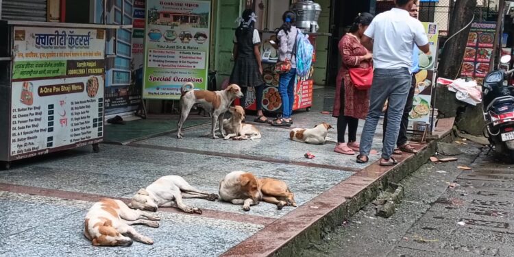 खांदा वसाहतीत मोकाट कुत्र्यांचा धुमाकूळ