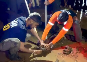 महामार्गावर जखमी अवस्थेत मगर