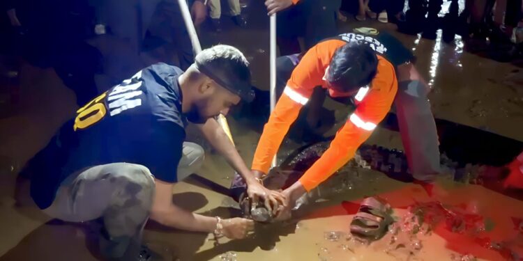 महामार्गावर जखमी अवस्थेत मगर