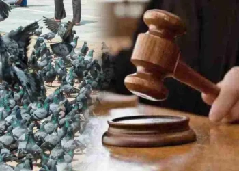 मुंबईतील कबुतरखान्यांवरील बंदी कायम