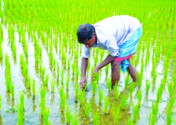 बळीराजा शेतीच्या कामात व्यस्त