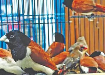 उलवेत दुर्मिळ 42 मुनिया पक्षी जप्त; तस्करांना कोठडी