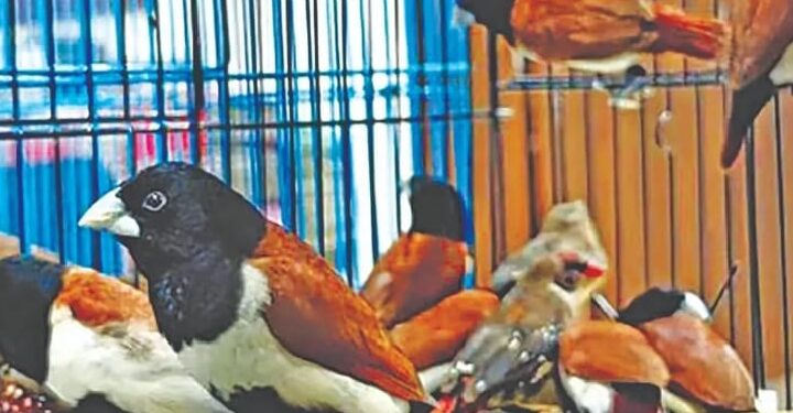 उलवेत दुर्मिळ 42 मुनिया पक्षी जप्त; तस्करांना कोठडी