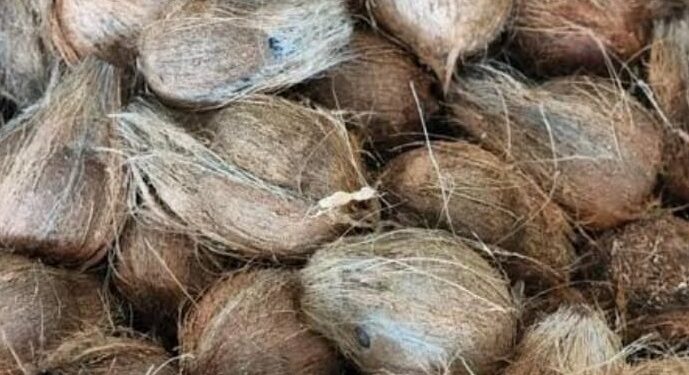 नारळ महाग; मोदकांना महागाईची झळ