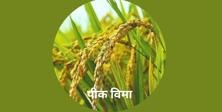 पीक विम्याला अल्प प्रतिसाद