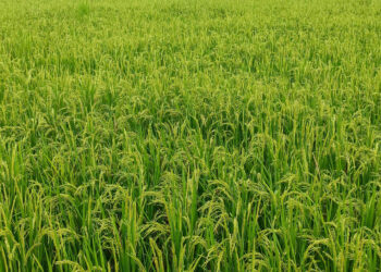 सततच्या पावसामुळे बळीराजा संकटात