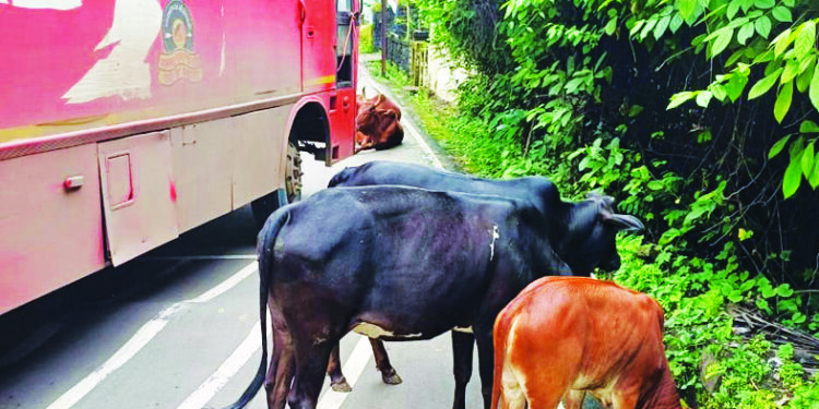 उनाड गुरांवर होणार कारवाई