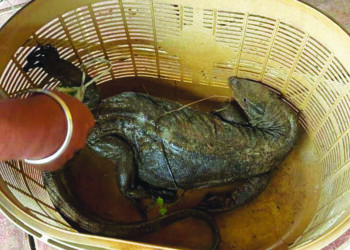 कुत्र्याच्या हल्ल्यात घोरपड जखमी