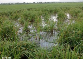 धसाखोशी येथे रानडुकरांचा हैदोस