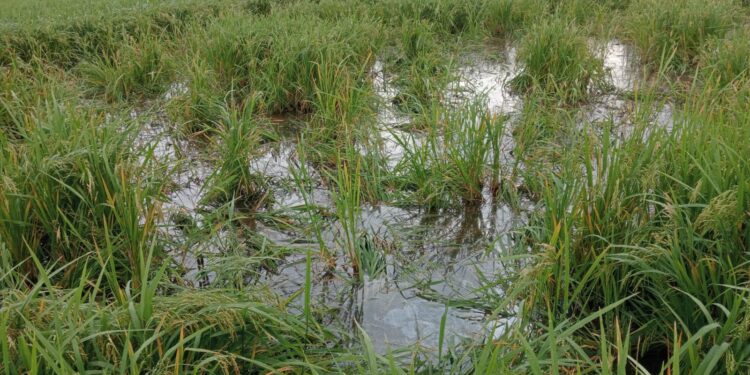 धसाखोशी येथे रानडुकरांचा हैदोस