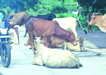 मोकाट गुरांचा रास्ता रोको सुरूच