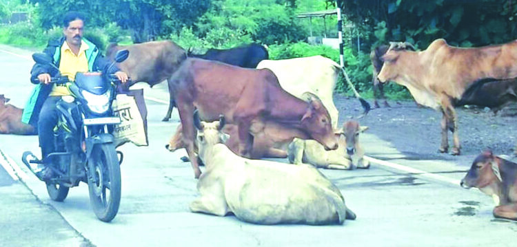मोकाट गुरांचा रास्ता रोको सुरूच