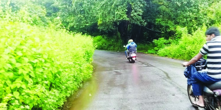 रस्त्यालगतची झाडेझुडपे अपघाताला आमंत्रण