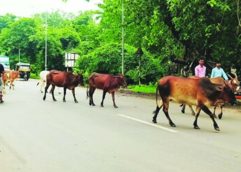 मोकाट गुरांची वाढती संख्या अपघाताला कारणीभूत