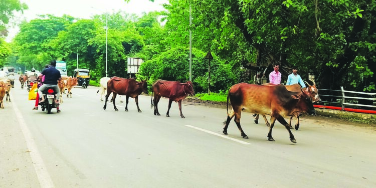 मोकाट गुरांची वाढती संख्या अपघाताला कारणीभूत
