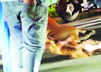 उनाड घोड्यांमुळे नागरिक त्रस्त