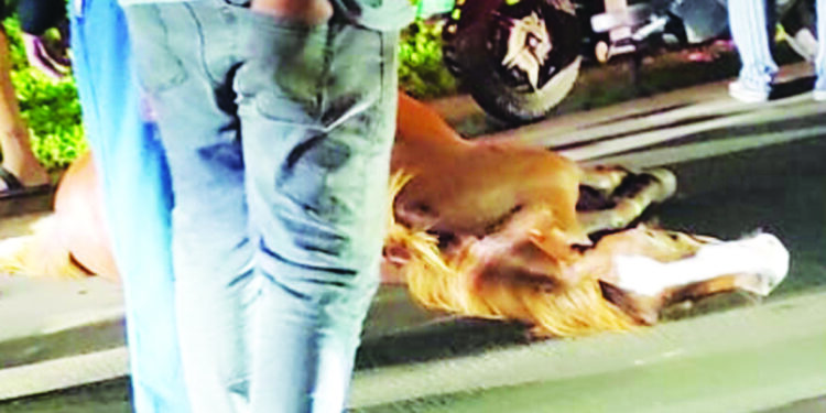 उनाड घोड्यांमुळे नागरिक त्रस्त