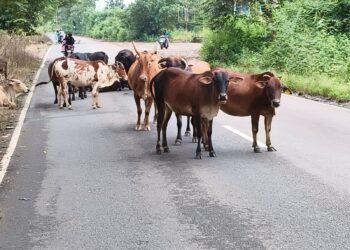 सुतारवाडीत मोकाट गुरांचा ठिय्या