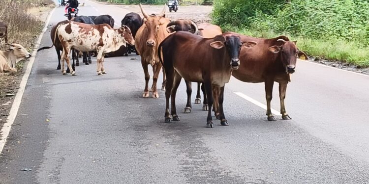 सुतारवाडीत मोकाट गुरांचा ठिय्या