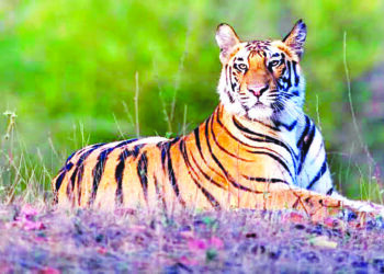 वाघांची डरकाळी ‘सह्याद्री’त घुमणार