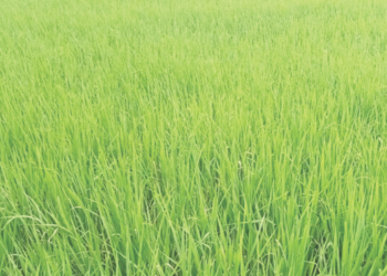 भात पिकांना सुरळी अळीचा धोका