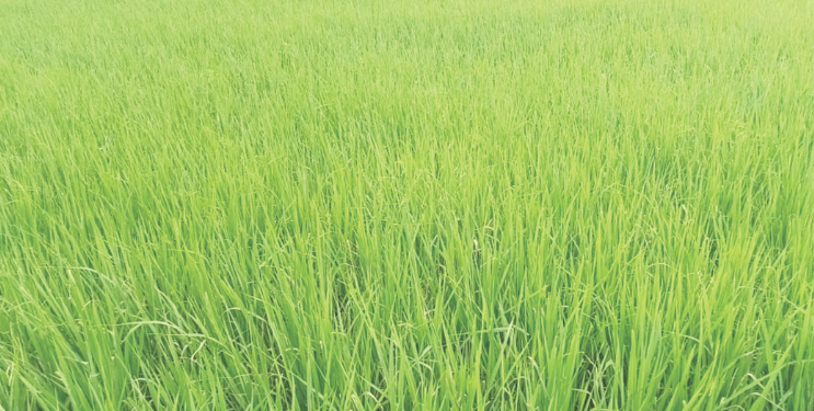 भात पिकांना सुरळी अळीचा धोका