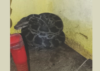 नवघर अंगणवाडीत आढळला अजगर