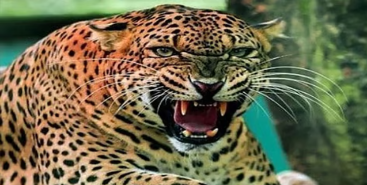 कावळे धनगरवाडी बिबट्याचा धुमाकूळ