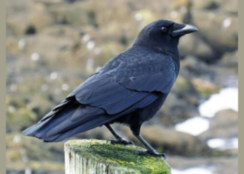 पर्यावरण असंतुलनामुळे कावळ्याच्या संख्येत घट
