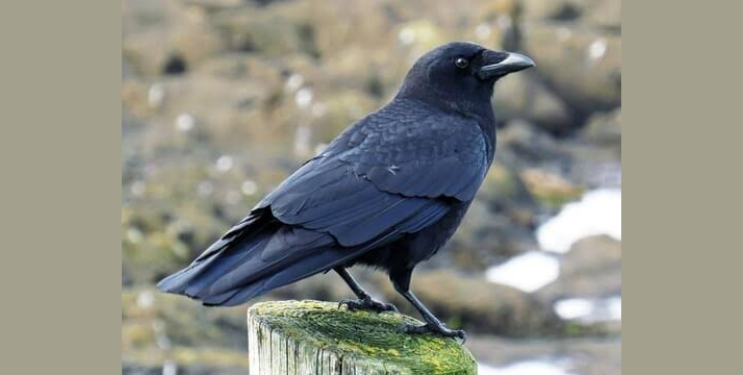 पर्यावरण असंतुलनामुळे कावळ्याच्या संख्येत घट