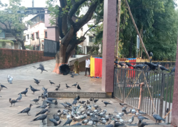 विमला तलावाशेजारी कबुतरांना खाद्यपदार्थ