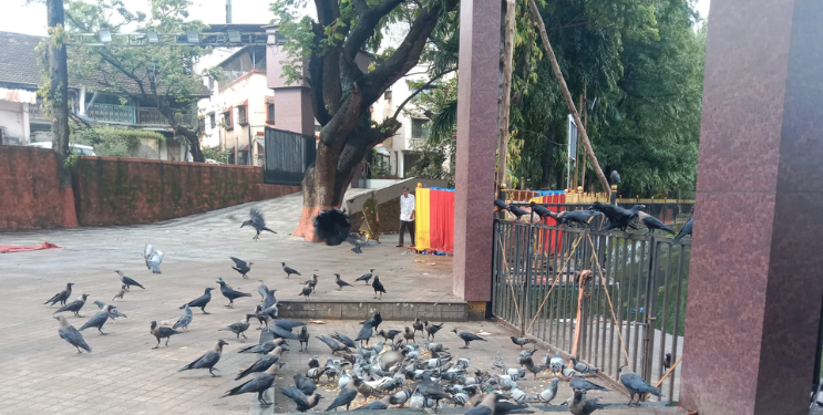 विमला तलावाशेजारी कबुतरांना खाद्यपदार्थ