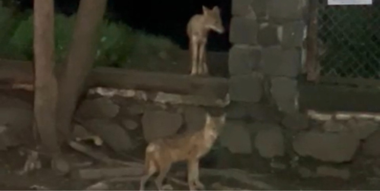 खारघरमध्ये सोनेरी कोल्ह्याचे दर्शन