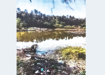 रेवदंडा-चौल परिसरात कांदळवनावर डल्ला