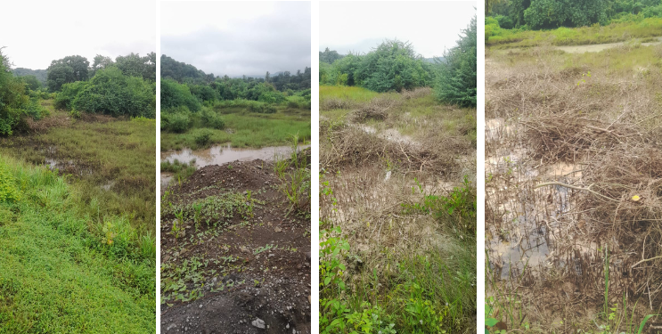 मिळकतखारमध्ये भांडवलदारांकडून कांदळवनांचा विनाश