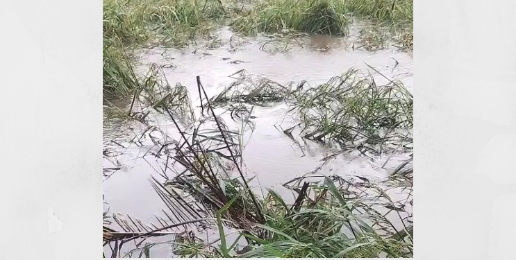 परतीच्या पावसामुळे भातशेतीचे नुकसान