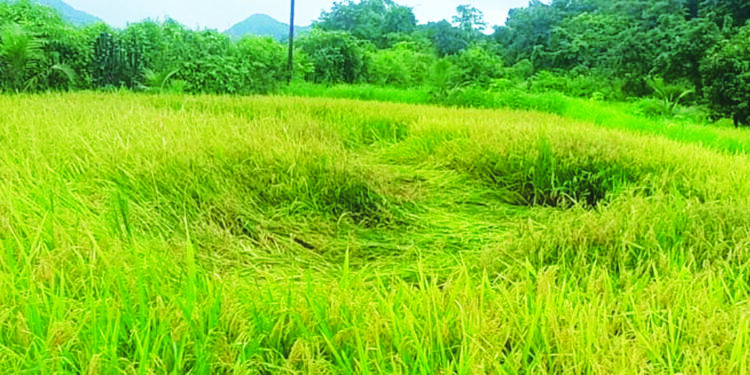 पावसामुळे शेतकरी संकटात