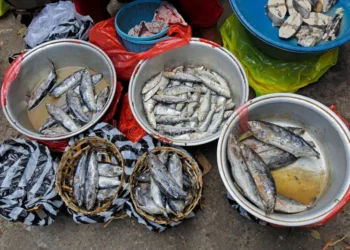 रेवदंडा मच्छीबाजारात खवय्यांची झुंबड