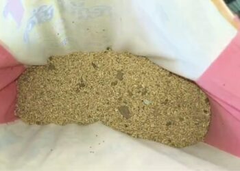 पालीतील रेशन दुकानांमध्ये निकृष्ट गहू