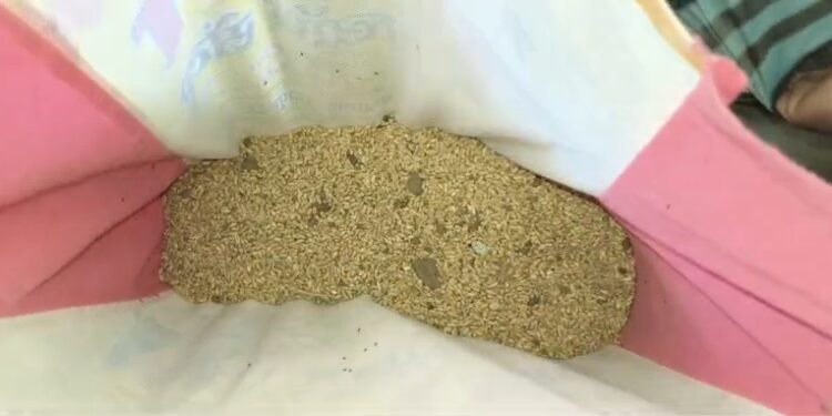 पालीतील रेशन दुकानांमध्ये निकृष्ट गहू