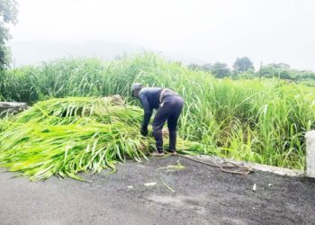 गवत विक्रीतून आदिवासींना रोजगार