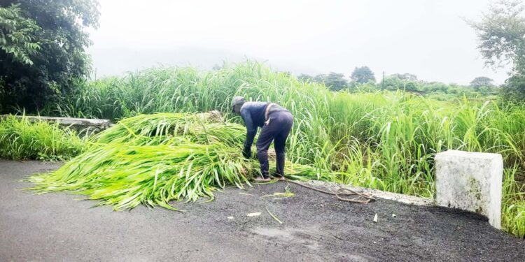 गवत विक्रीतून आदिवासींना रोजगार
