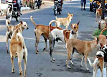 कुत्र्यांचे निर्बीजीकरण दिखावा