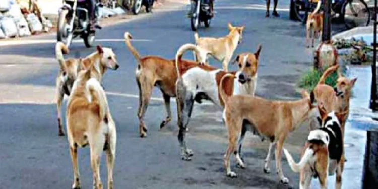 कुत्र्यांचे निर्बीजीकरण दिखावा