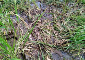 बोरघर येथे रानडुकरांचा कहर