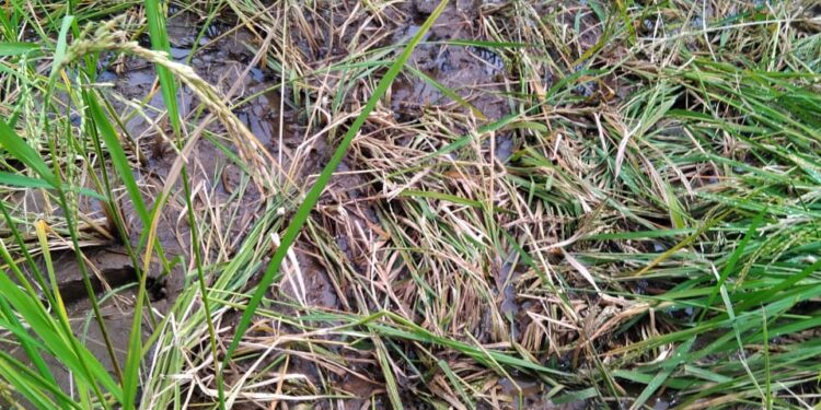 बोरघर येथे रानडुकरांचा कहर