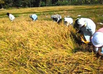 नागोठणे परिसरात भातकापणीची लगबग