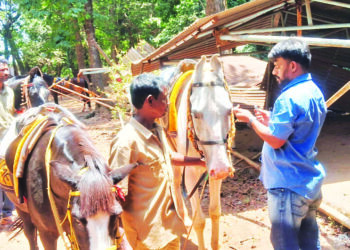 माथेरानमधील घोड्यांवर तज्ञांकडून उपचार